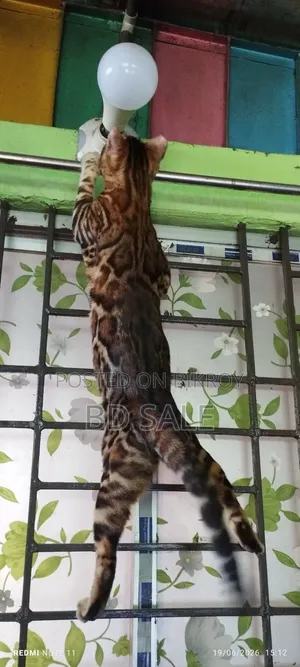 6-12 Months Female Purebred Bengal