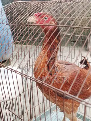 100% Pure Red Asil Chicken for Sale (Pure Asil Murgi)