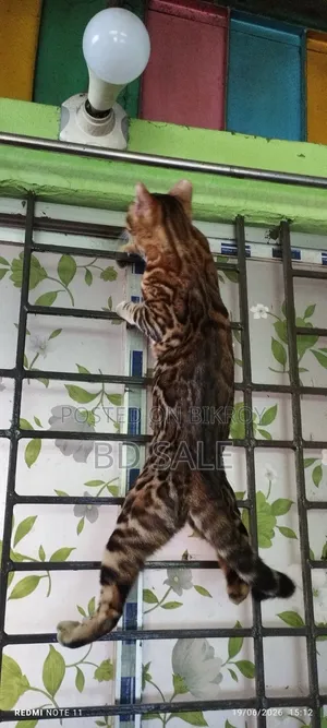 6-12 Months Female Purebred Bengal