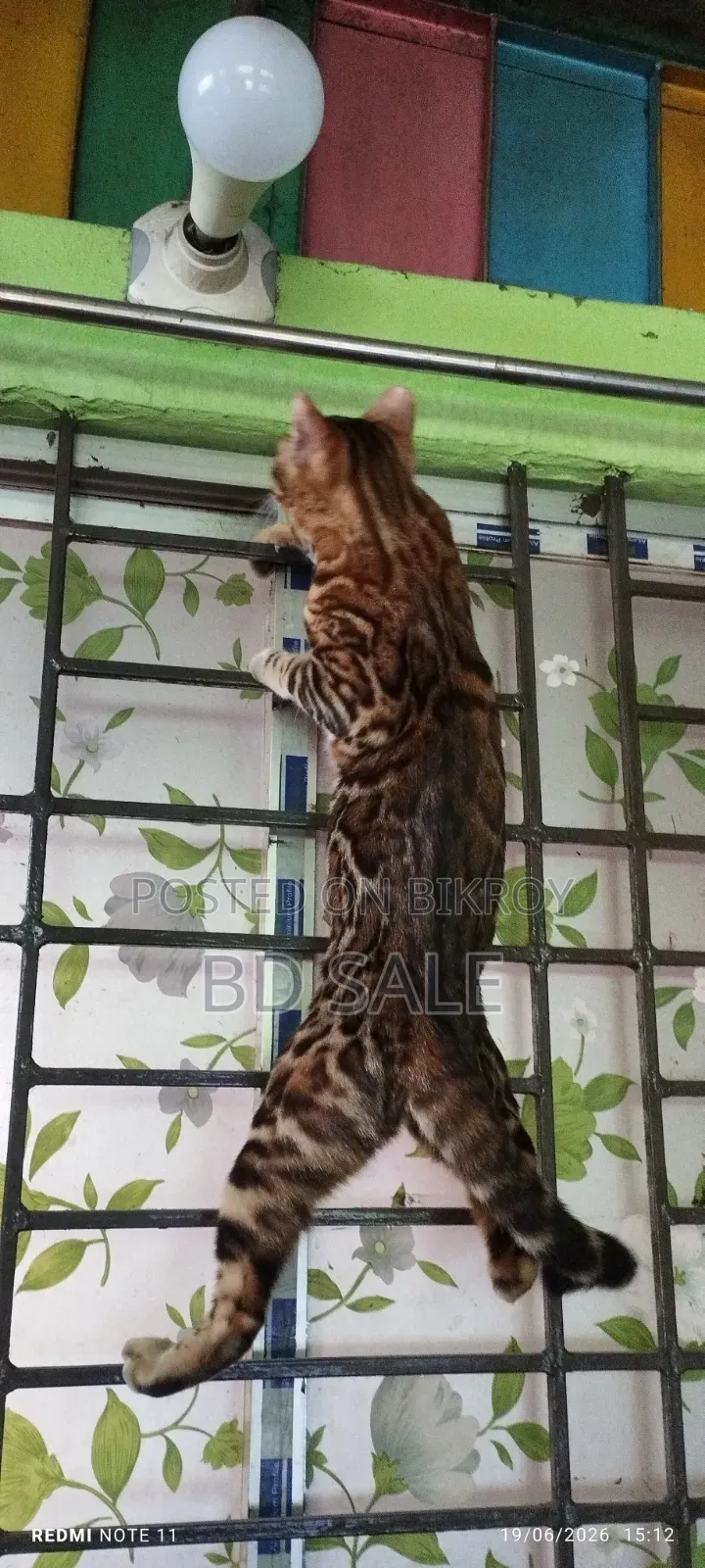 6-12 Months Female Purebred Bengal