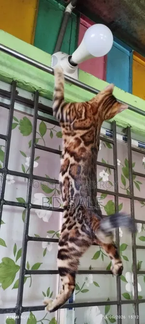 6-12 Months Female Purebred Bengal
