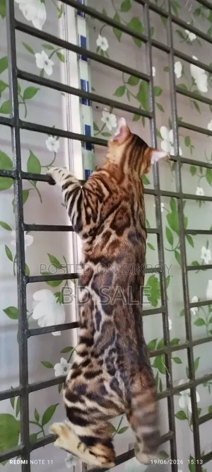 6-12 Months Female Purebred Bengal