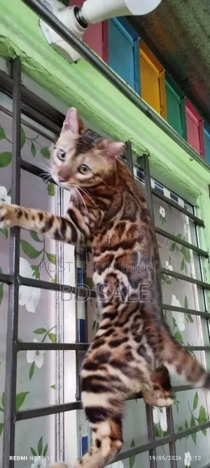 6-12 Months Female Purebred Bengal