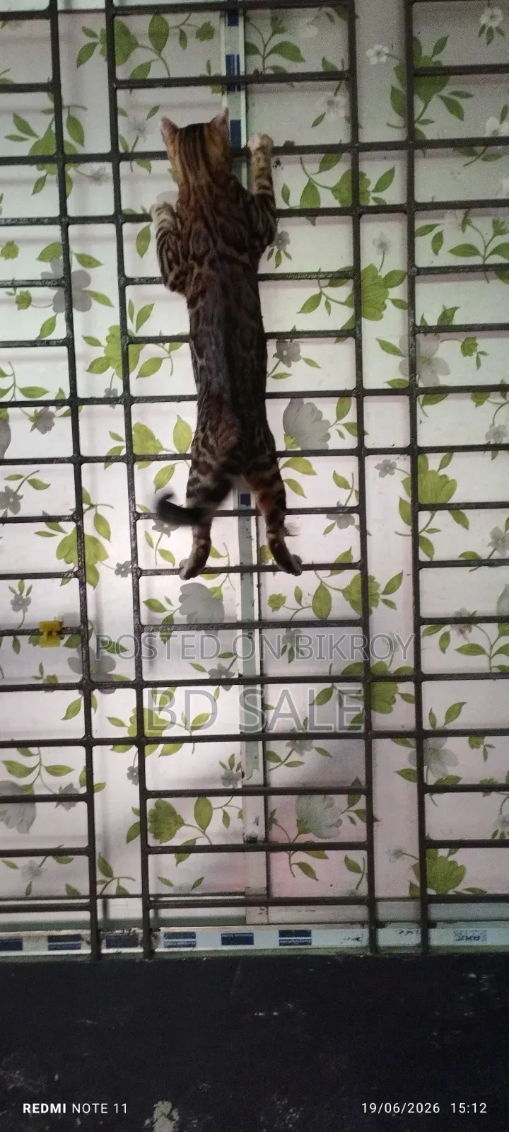 6-12 Months Female Purebred Bengal