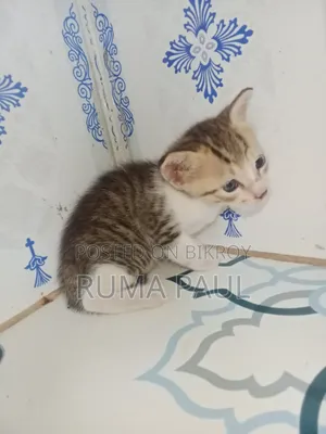1-3 Months Female Purebred Bengal Cat