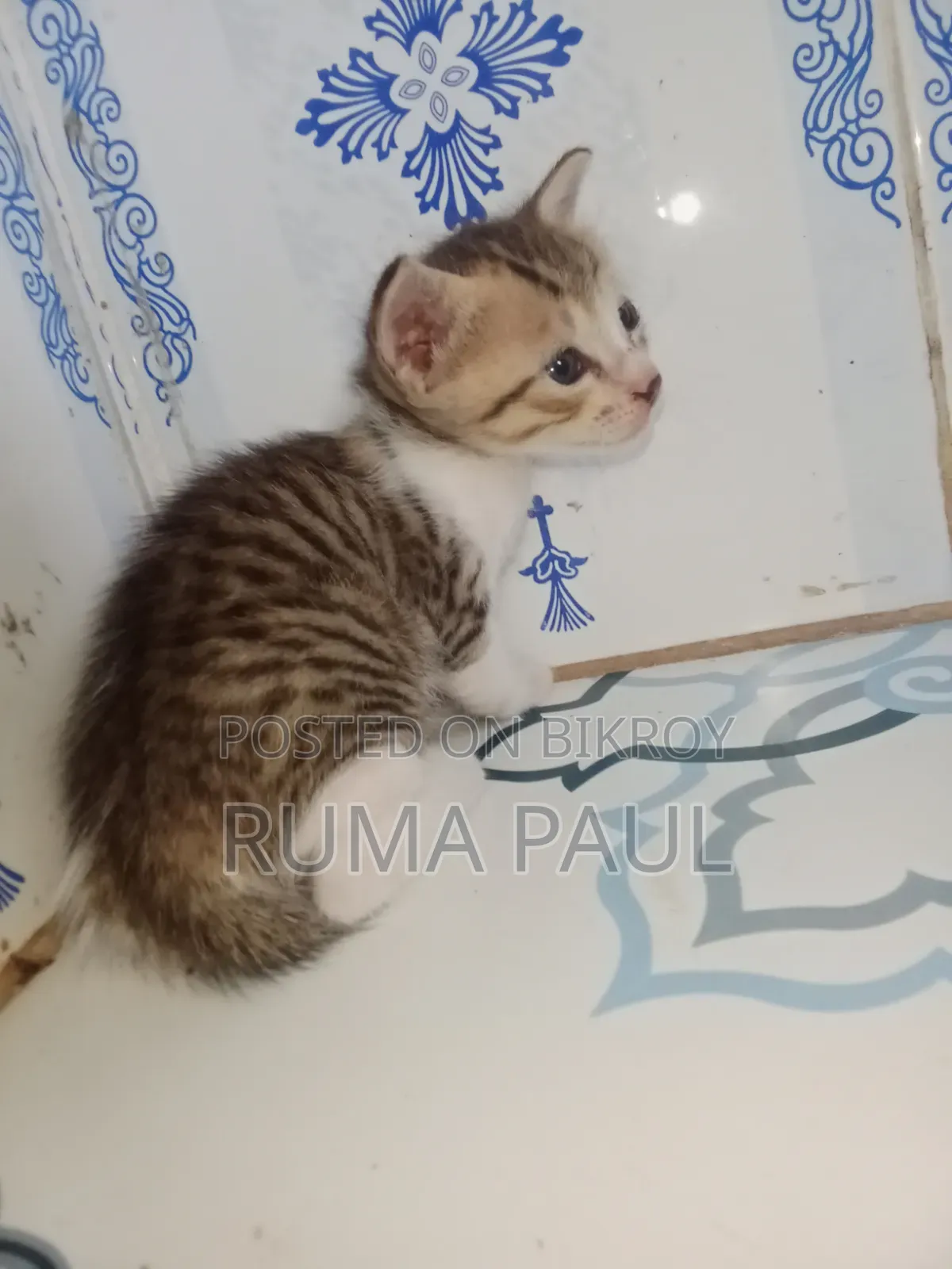 1-3 Months Female Purebred Bengal Cat