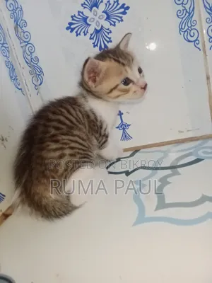 1-3 Months Female Purebred Bengal Cat