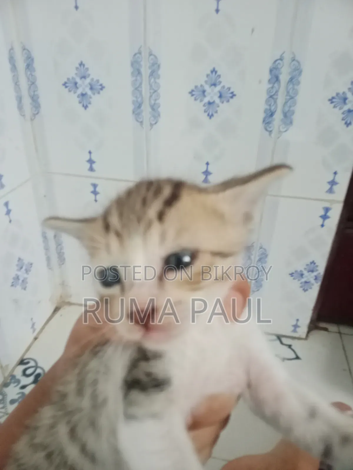 1-3 Months Female Purebred Bengal Cat