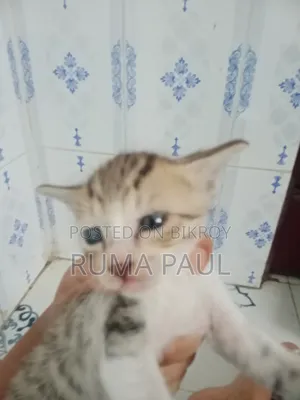 1-3 Months Female Purebred Bengal Cat