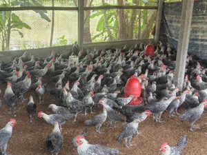 Two-month-old original Egyptian Fayoumi chickens for sale at a low price