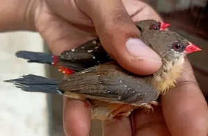 Strawberry Finch Adult Pair