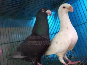 Some Pigeons for Sale