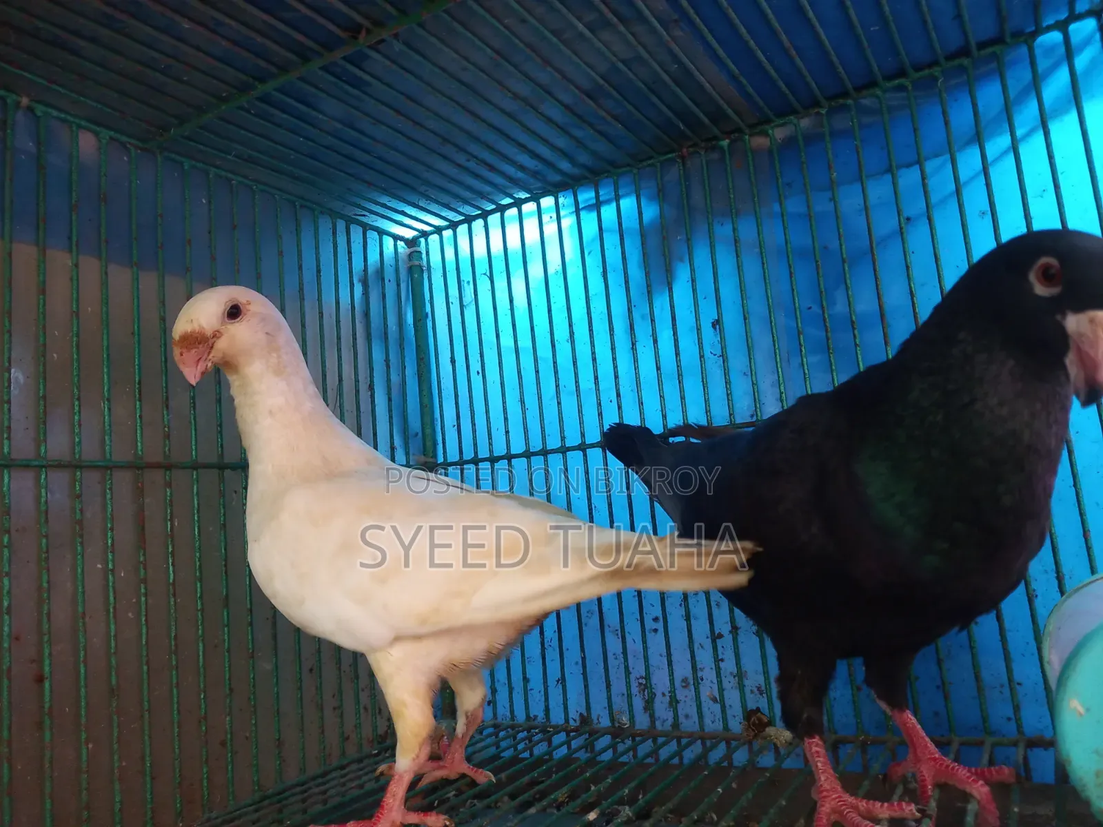 Some Pigeons for Sale