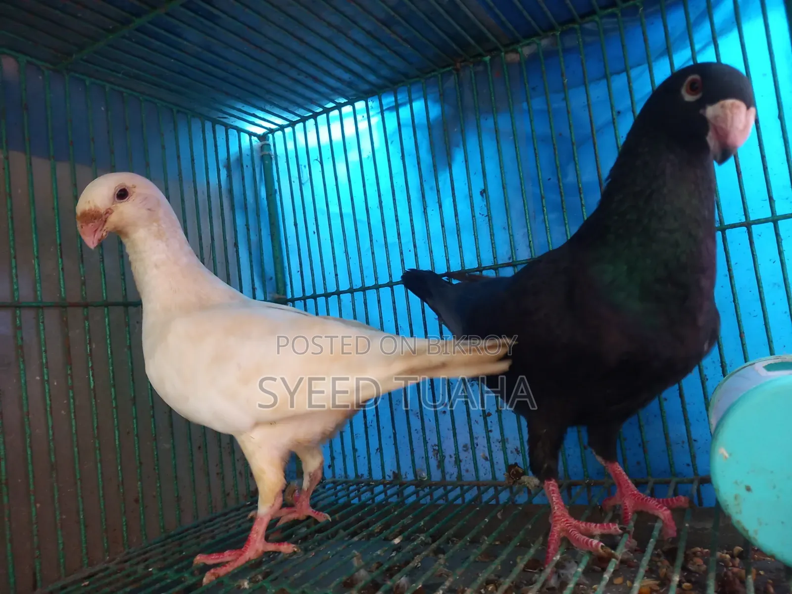 Some Pigeons for Sale