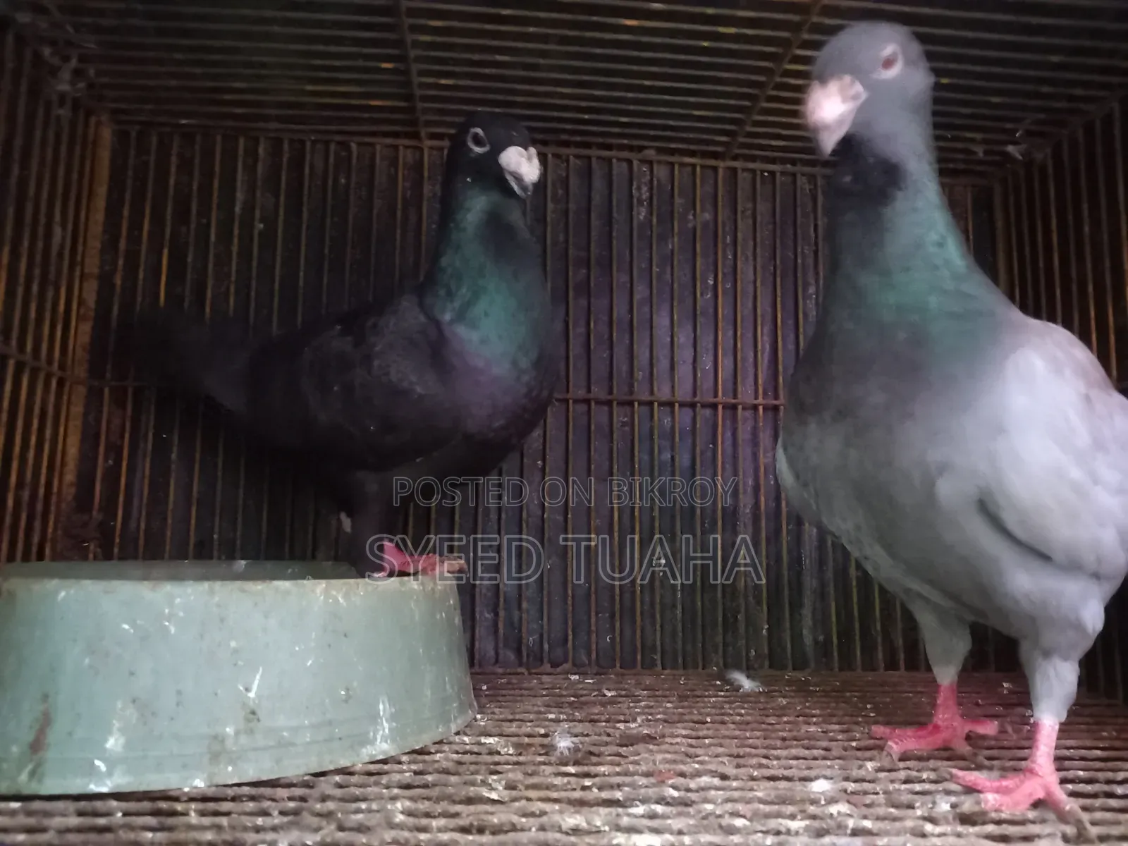 Some Pigeons for Sale