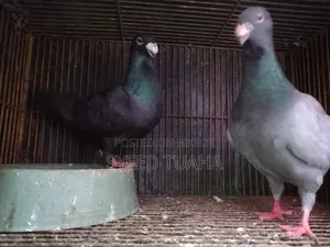 Some Pigeons for Sale
