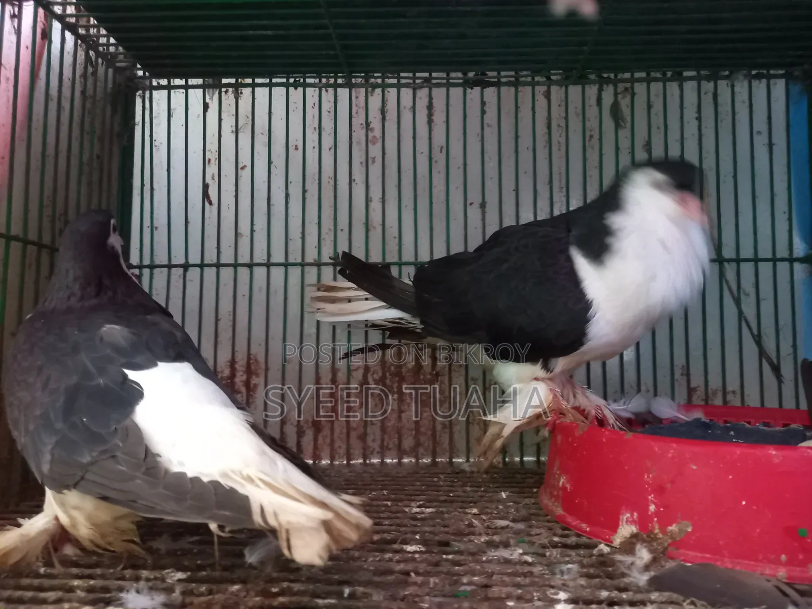 Some Pigeons for Sale
