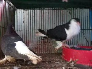 Some Pigeons for Sale
