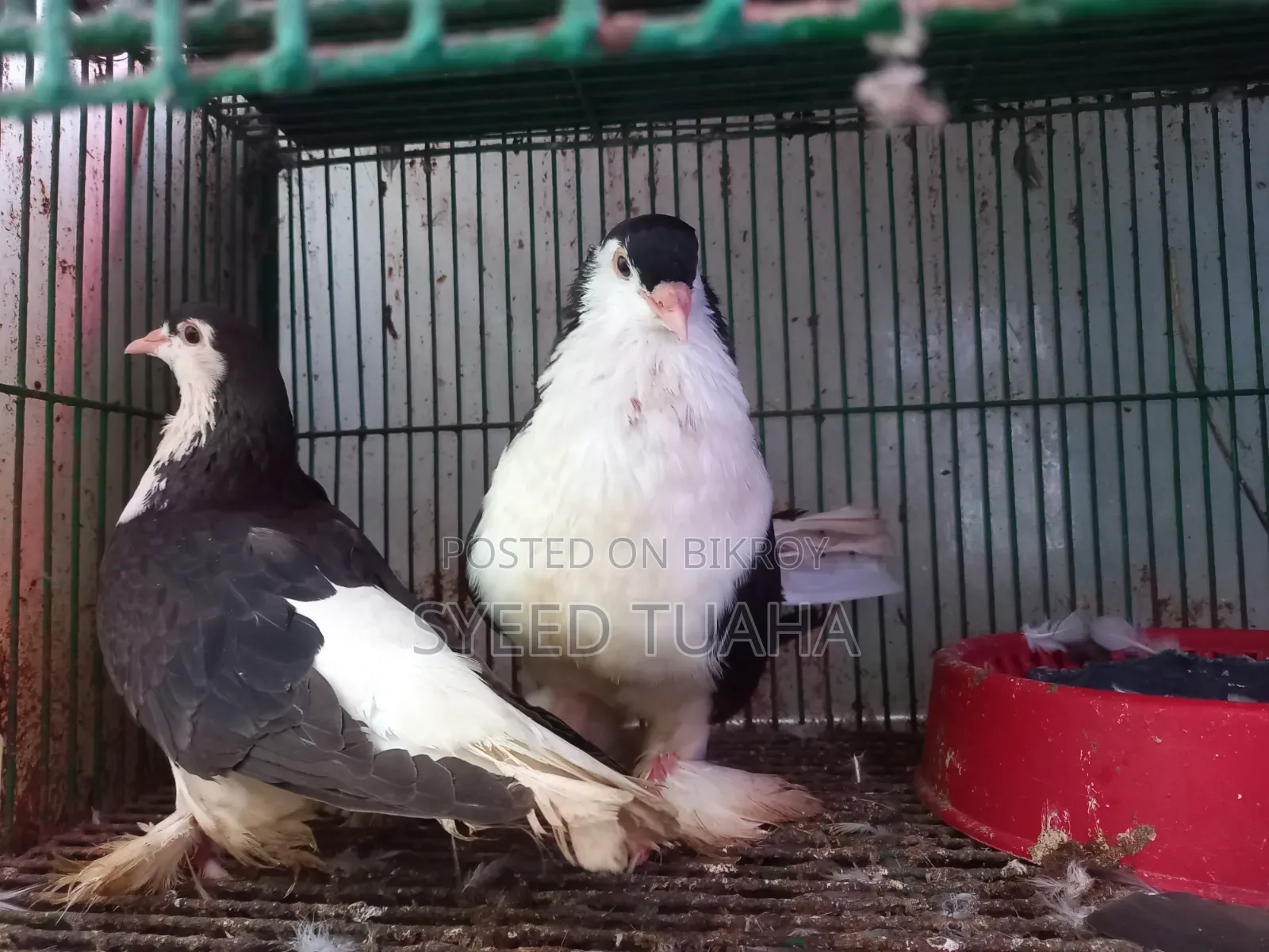 Some Pigeons for Sale