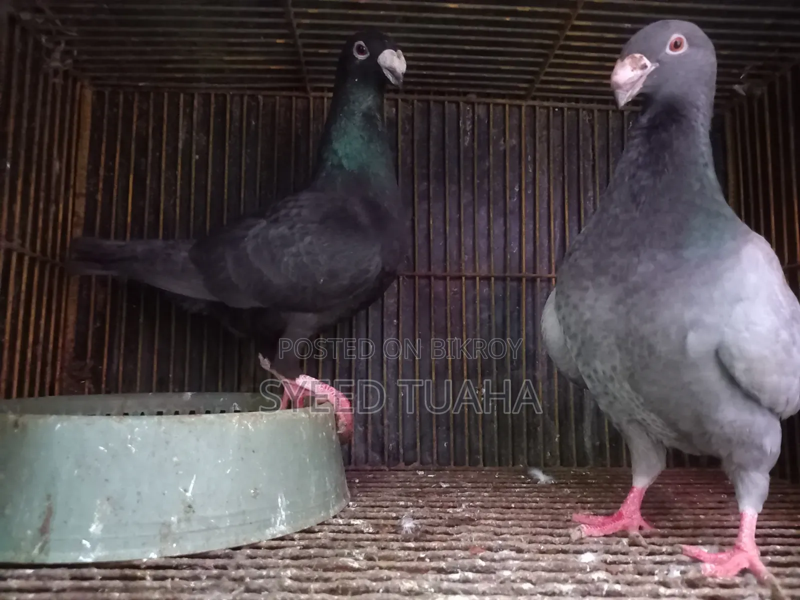 Some Pigeons for Sale