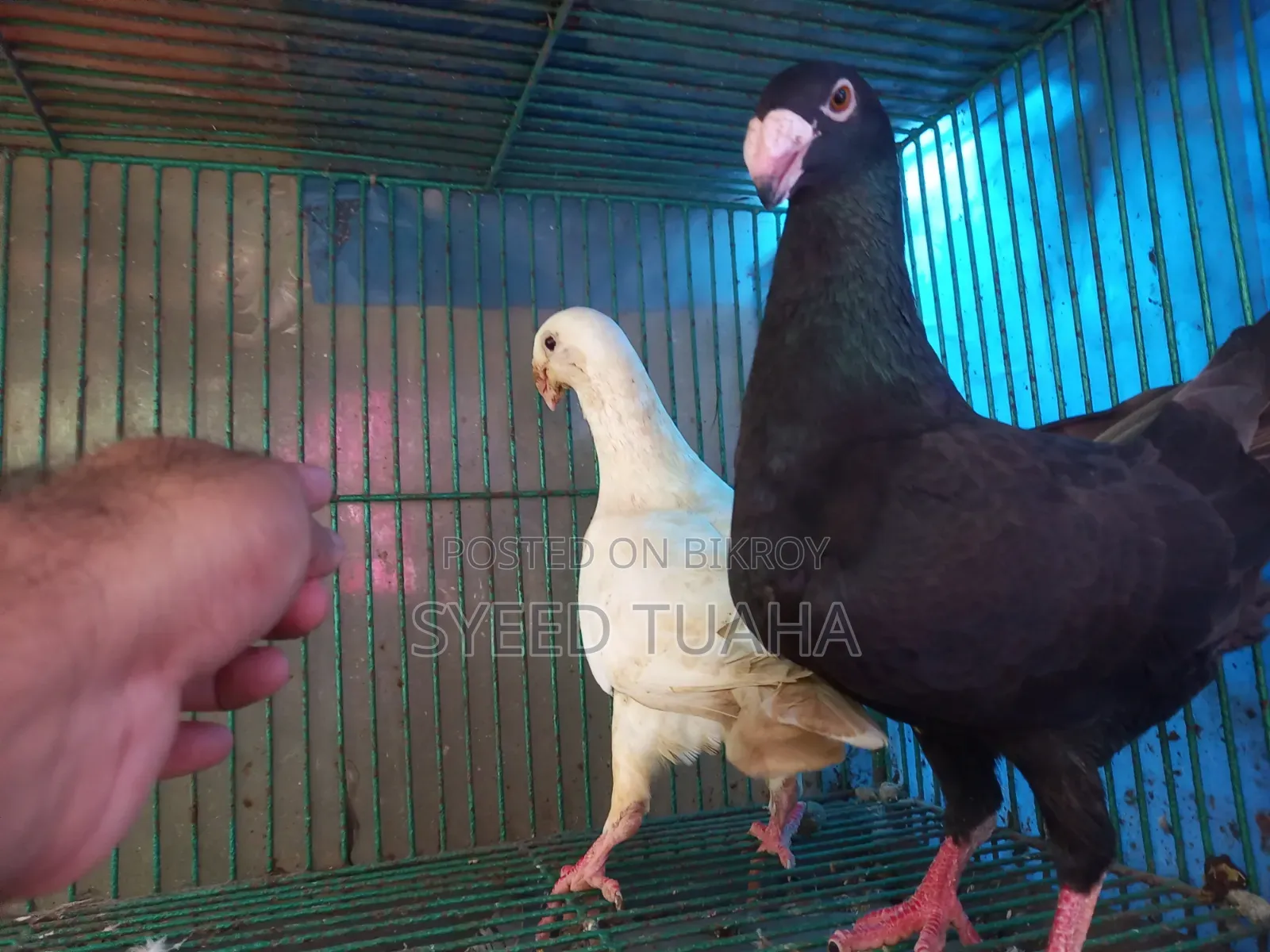 Some Pigeons for Sale