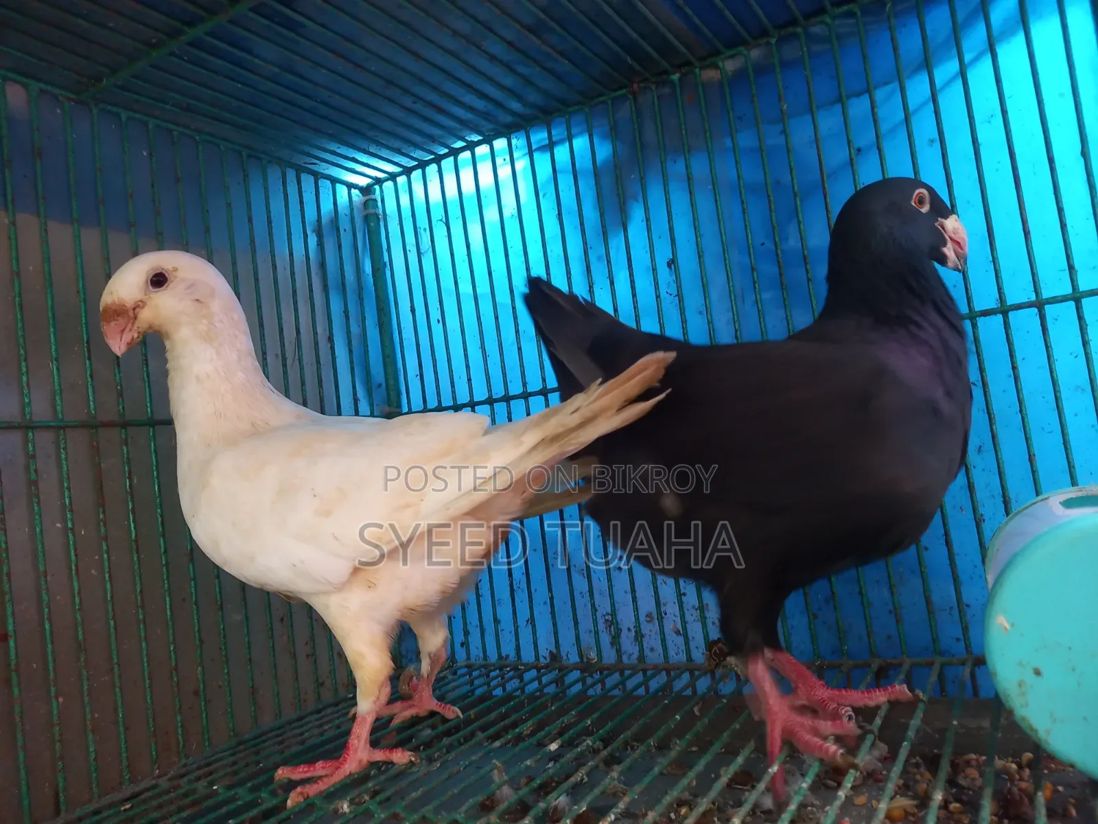 Some Pigeons for Sale