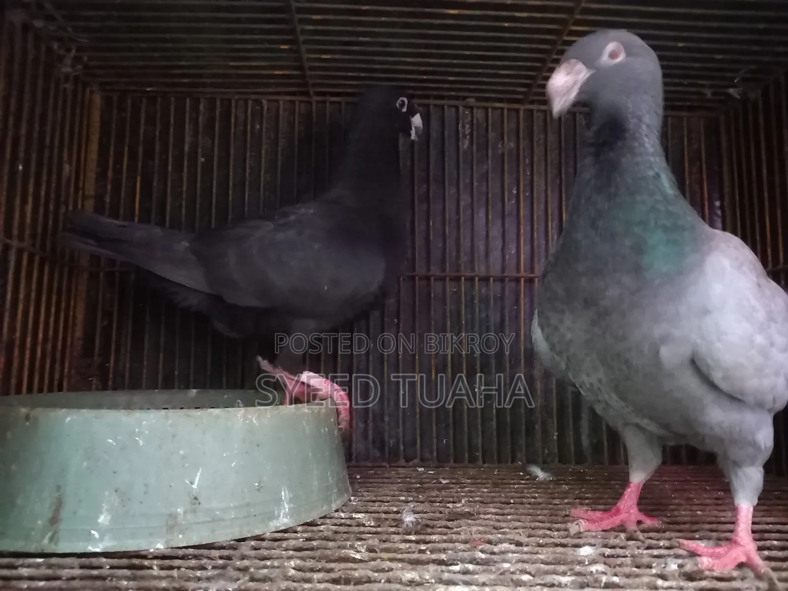 Some Pigeons for Sale