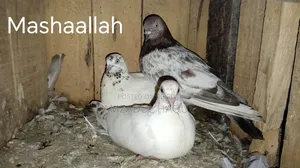 High-flying Pigeons