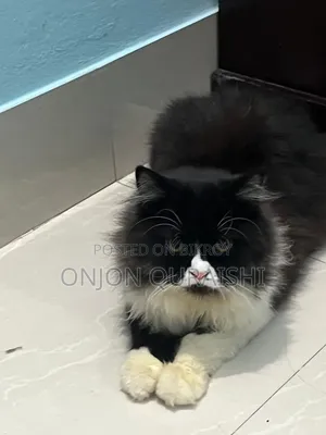 6-12 months Male Purebred Persian