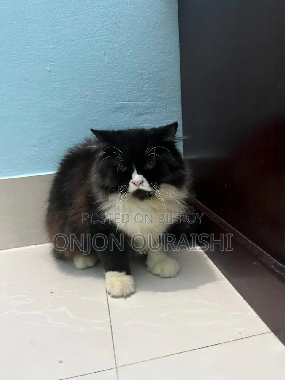 6-12 Months Male Purebred Persian