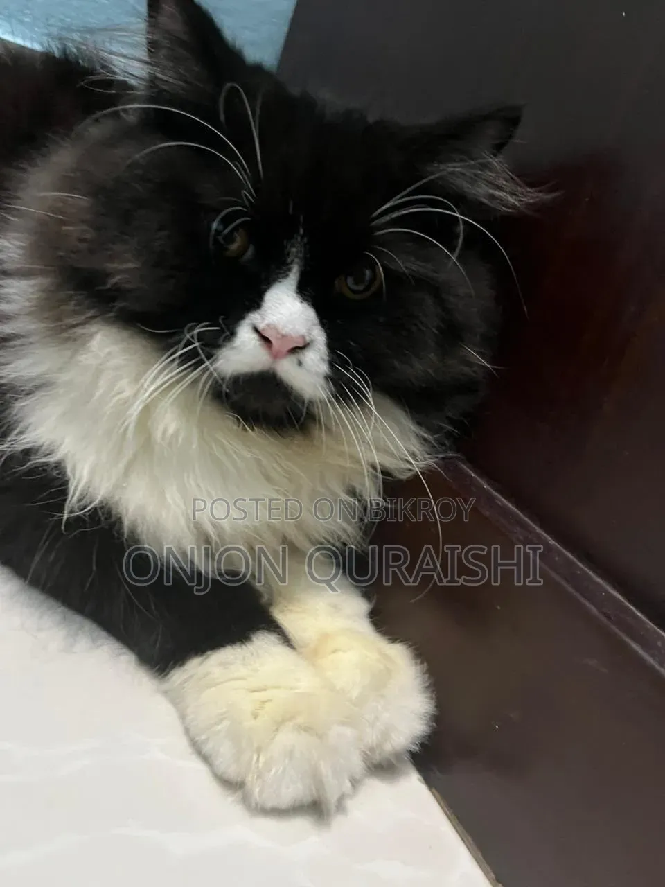 6-12 Months Male Purebred Persian