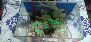 Aquarium Set