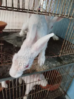 খরগোশ বিক্রি করা হবে