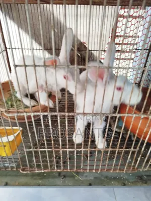 খরগোশ বিক্রি করা হবে