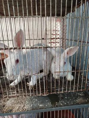 খরগোশ বিক্রি করা হবে