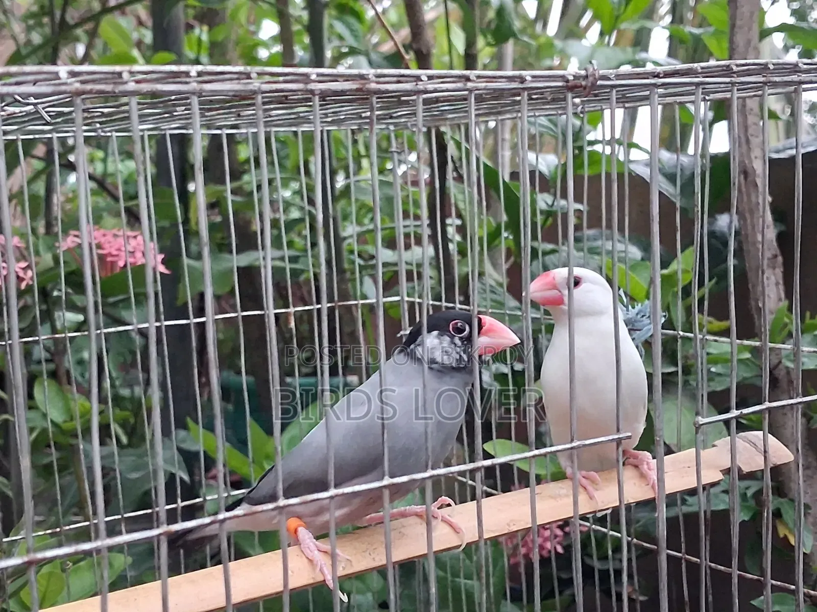 1 Pair Java Bird