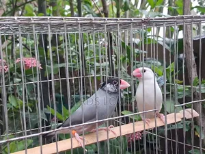 1 Pair Java Bird