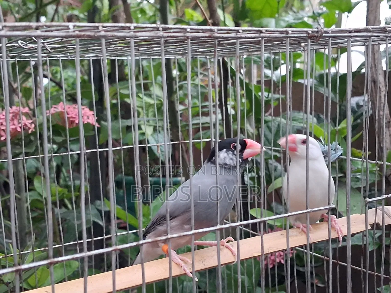 1 Pair Java Bird