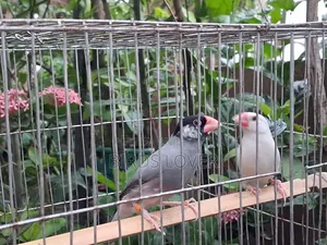 1 Pair Java Bird