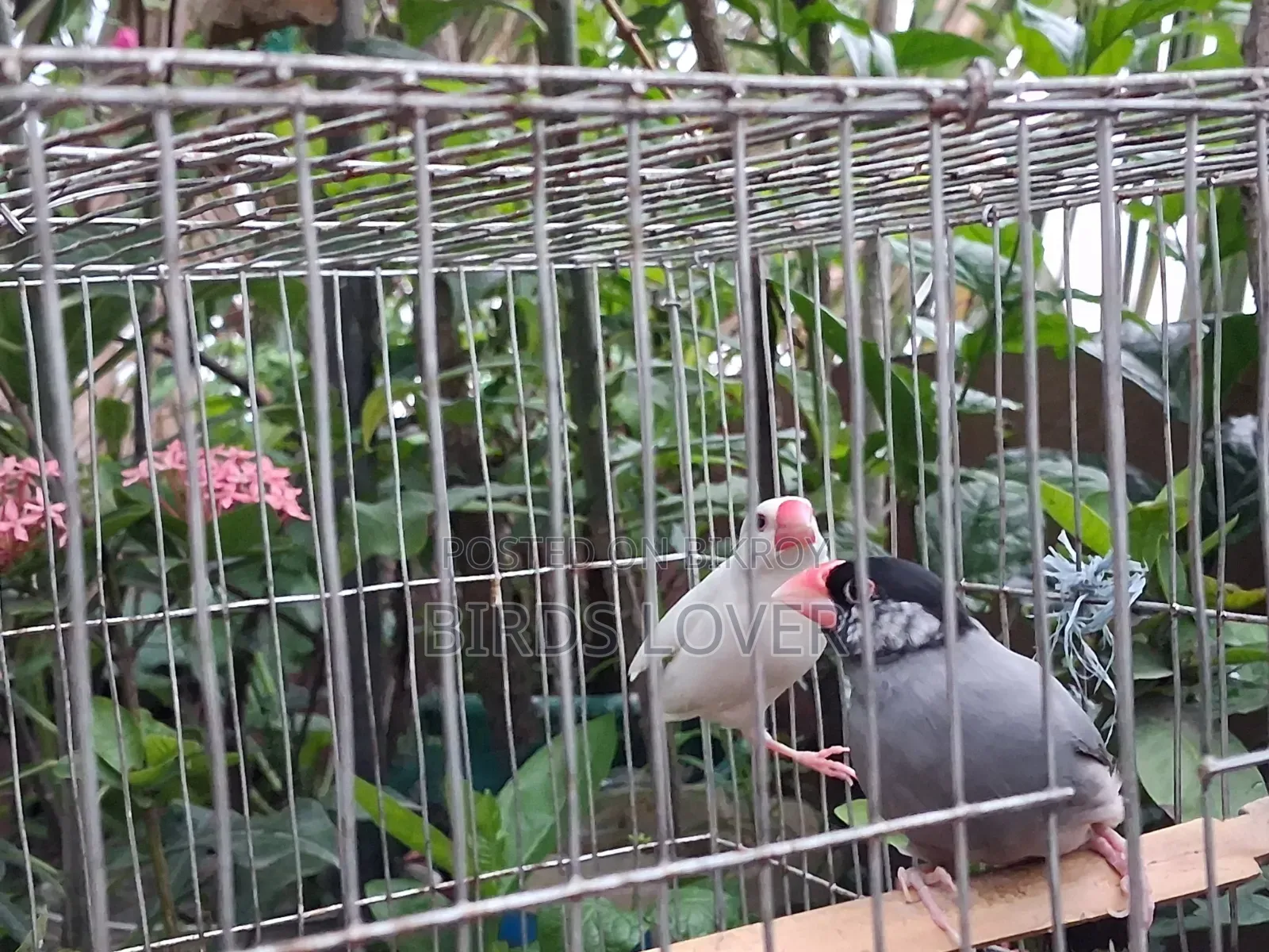 1 Pair Java Bird