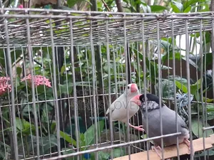 1 Pair Java Bird