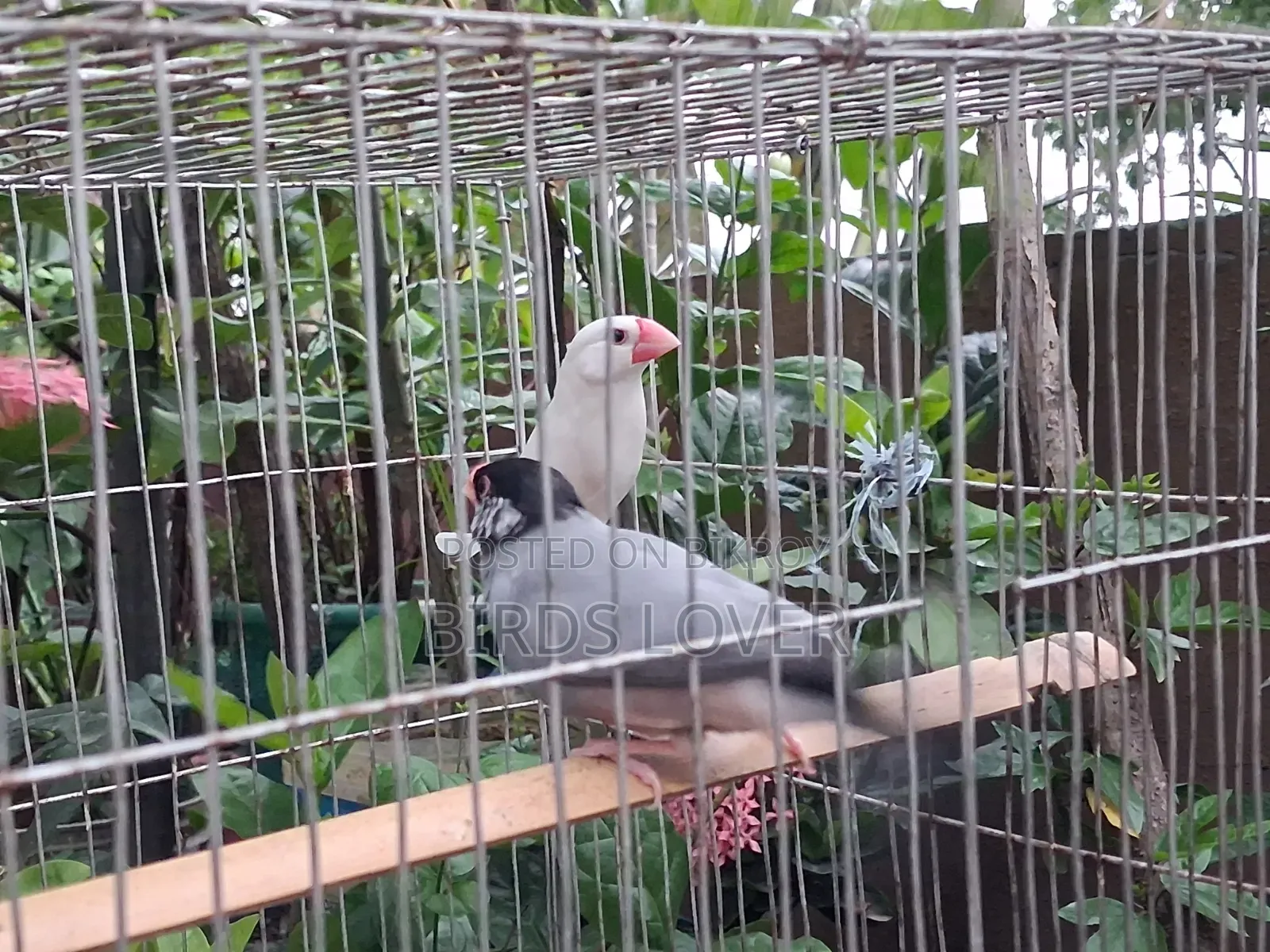 1 Pair Java Bird