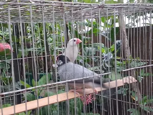 1 Pair Java Bird