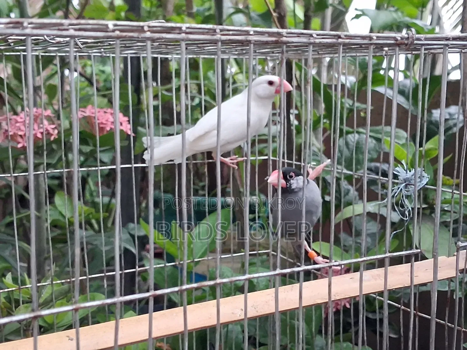 1 Pair Java Bird