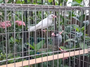 1 Pair Java Bird