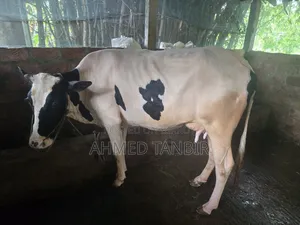 A 10 Liter Milk Producing Cow For Sale With Female Calf