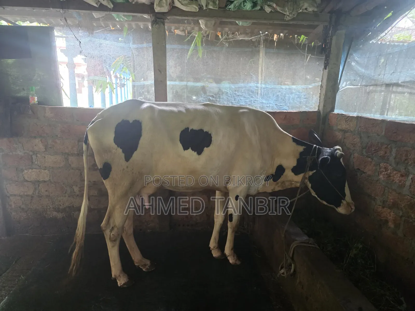 A 10 Liter Milk Producing Cow For Sale With Female Calf