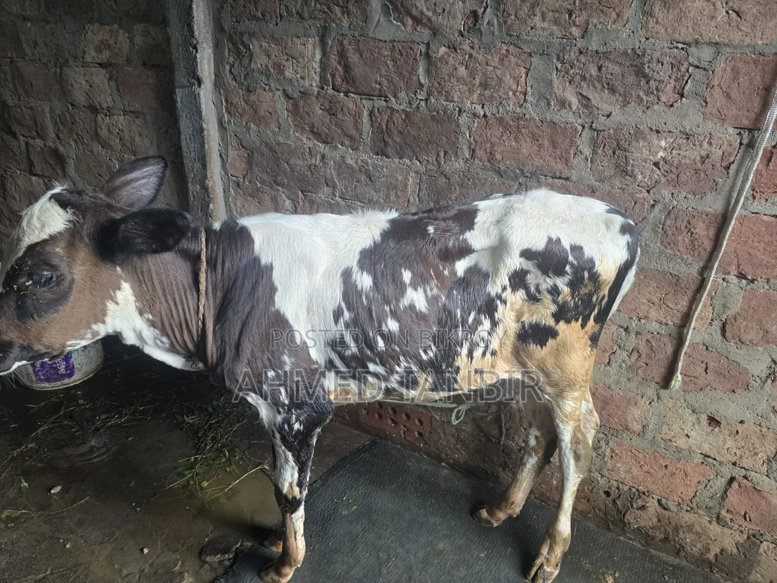 A 10 Liter Milk Producing Cow For Sale With Female Calf
