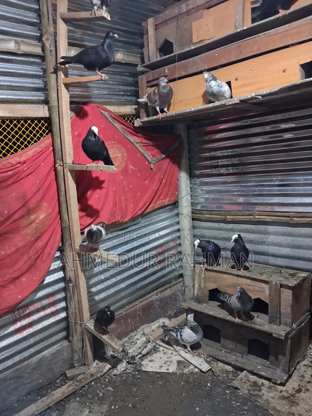 Fancy Pigeons for Sale