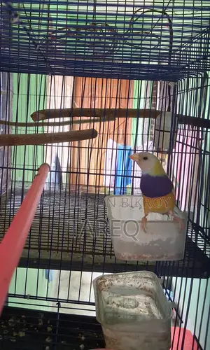 Goldian Finch